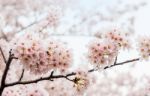 Cherry Blossom With Soft Focus, Sakura Season In Korea,background Stock Photo