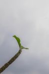 Leaves Of Frangipani Stock Photo