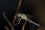 
Dragonfly Wings Perched On Twigs Warm Sunshine Stock Photo