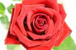 Red Rose Stock Photo