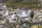 Young Seagulls Near The Cliffs Stock Photo