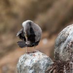 Spotted Shag (phalacrocorax Punctatus) Stock Photo