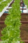 Hydroponic Vegetable Farm Stock Photo