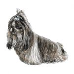 Shih Tzu Dog Stock Photo