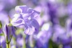 Bellflowers Stock Photo