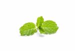 Fresh Pepermint On White Background Stock Photo