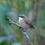 Female Grey Bushchat Stock Photo