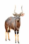 Nyala Isolated On White Background Stock Photo