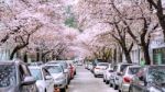 Jinhae,korea - April 4 : Jinhae Gunhangje Festival Is The Largest Cherry Blossom Festival In Korea.tourists Taking Photos Of The Beautiful Scenery Around Jinhae,korea On April 4,2015 Stock Photo