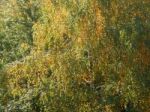 Autumn Tree Foliage Texture Stock Photo