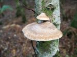 Fungus Growing On A Silver Birch Tree In Ashdown Forest Stock Photo