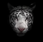 White Bengal Tiger Face Stock Photo