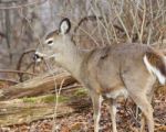 Image With A Deer In The Forest Stock Photo