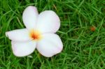 Plumeria, Pink Stock Photo