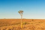 Tree In The Namib Desert Landscape Stock Photo