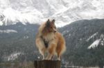 Sheltie On A Pole Stock Photo