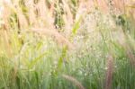 Morning In The Grass Field Stock Photo