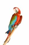 Scarlet Macaw Stock Photo