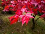 Acer Tree Leaves Changing Colour In Autumn Stock Photo