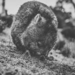 Wombat During The Day Stock Photo