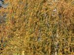 Autumn Tree Foliage Texture Stock Photo