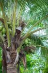 Coconut Tree Stock Photo