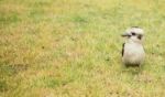 Kookaburra Close Up Outside During The Day Stock Photo