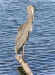 Image Of A Great Blue Heron Cleaning Feathers Stock Photo