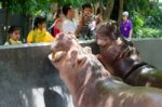 Primary Students Visit The Zoo, In The Jul 27, 2016. Bangkok Thailand Stock Photo