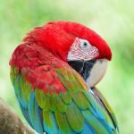 Greenwinged Macaw Stock Photo