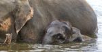 Image Of A Funny Young Elephant Swimming In A Lake Stock Photo