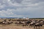 Buffalos Stock Photo