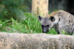 Spotted Hyena Stock Photo