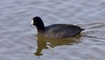 Beautiful Picture With Weird American Coot In The Lake Stock Photo