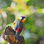 Silver-eared Mesia Stock Photo