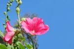 Beautiful Red Flower Blossom In Natural Green Garden And Blue Sky Stock Photo