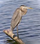 Image Of A Great Blue Heron Standing On A Log Stock Photo