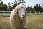 Sheep Eating Grass Leaves Stock Photo