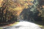 Autumn Bucks County, Pa Foliage-road Foliage Tunnel With Stone Wall And Pumpkins Stock Photo