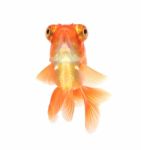 Goldfish Stock Photo