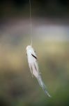 Nile Tilapia Fish Hanging On Hook Stock Photo