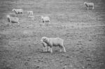 Sheep On The Farm During The Day Stock Photo