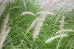 Grass Flower Background In Nature Stock Photo