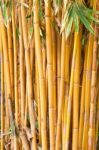 Yellow Bamboo Stock Photo