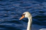 The Close-up Of The Thoughtful Mute Swan Stock Photo