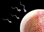 Sperm Stock Photo