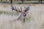 The Deer Of Richmond Park Stock Photo