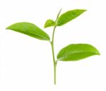 Tea Leaf Isolated On The White Background Stock Photo