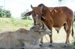 Two Cows Tease Snuggle Together In The Shade To Avoid Heat Of Th Stock Photo