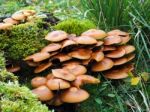 Sulphur Tuft Fungus (hypholoma Fasciculare) Stock Photo